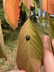 Harmonia axyridis
