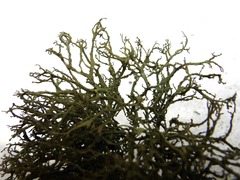 Tornabea scutellifera