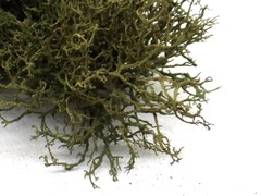 Tornabea scutellifera