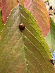 Harmonia axyridis