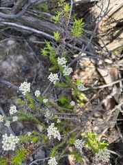 Helichrysum teretifolium