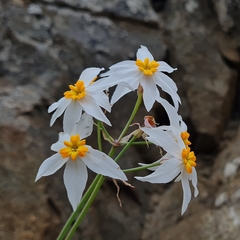 Leucocoryne coronata