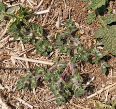 Guilleminea densa