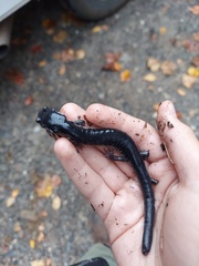 Plethodon chattahoochee