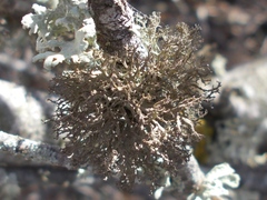 Tornabea scutellifera