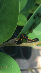 Gonodonta