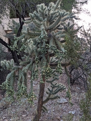 Cylindropuntia fulgida