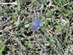 Hemiargus ceraunus