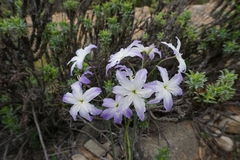 Leucocoryne ixioides