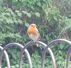 Erithacus rubecula