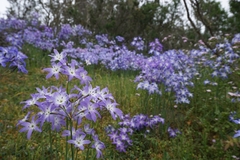 Leucocoryne ixioides