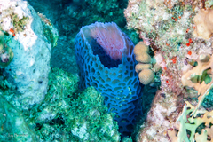 Callyspongia plicifera