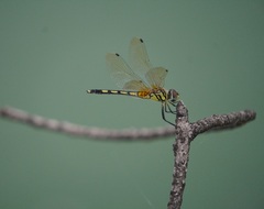 Trithemis pallidinervis