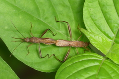 Riptortus linearis