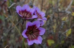 Leucocoryne purpurea