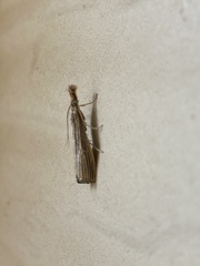 Agriphila