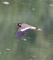 Vanellus indicus