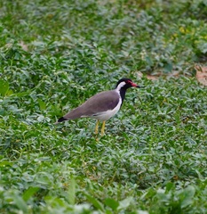 Vanellus indicus