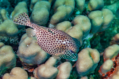 Lactophrys bicaudalis