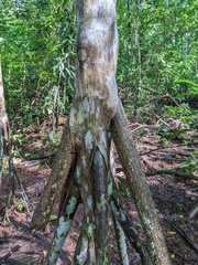 Socratea exorrhiza
