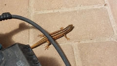 Trachylepis capensis