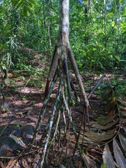 Socratea exorrhiza