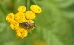 Colletes daviesanus