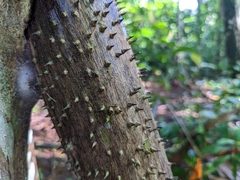 Socratea exorrhiza