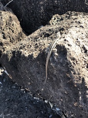 Microlophus bivittatus