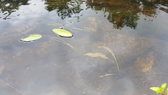 Potamogeton natans