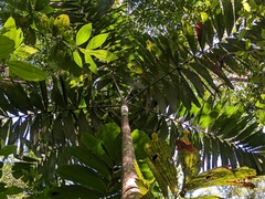 Socratea exorrhiza