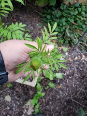 Tagetes
