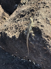 Microlophus bivittatus