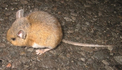 Peromyscus