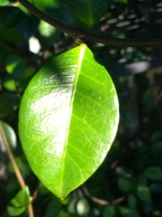 Trachelospermum asiaticum