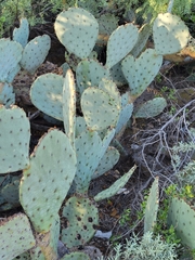 Opuntia orbiculata
