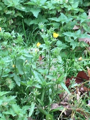 Helminthotheca echioides