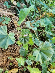 Malva