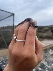 Batrachoseps pacificus