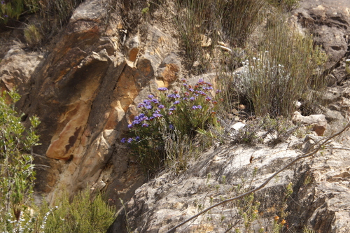 Image of Nivenia binata by (c) Tony Rebelo, some rights reserved (CC BY-SA)
