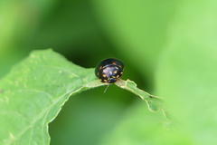 Paracopta duodecimpunctata