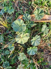 Malva