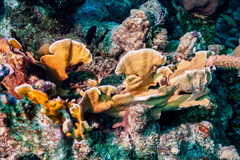 Millepora complanata