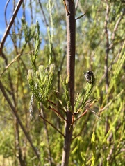 Leucadendron corymbosum