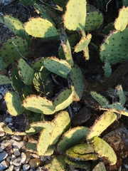 Opuntia engelmannii