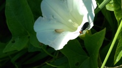 Epicauta atrata