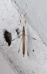 Neides tipularius