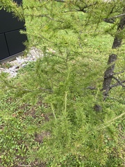 Larix