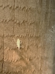 Macrosiphum euphorbiae