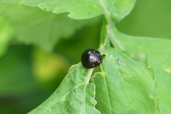 Paracopta duodecimpunctata